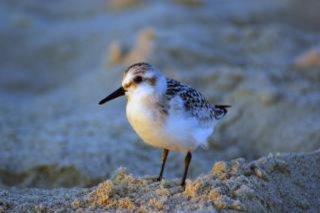 Bird sandpiper Wader marsh about Flora and Fauna Chordata